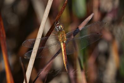 Global Skimmer on reed 24.jpg