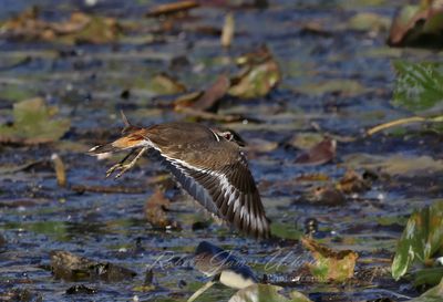 Killdeer in flight above marsh 24.jpg