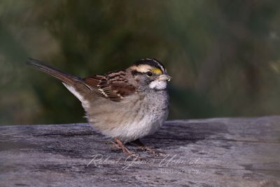 White Throated Sparrow on log 2 24.jpg