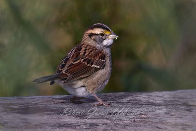 White Throated Sparrow on log 24.jpg