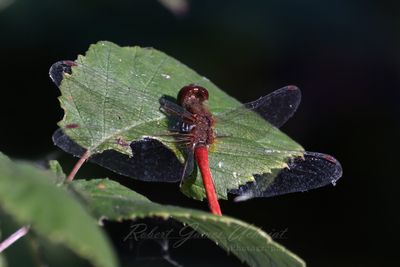 Autumn Meadowhawk on leaf 2 24.jpg