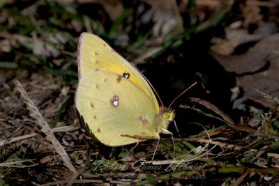 Clouded Sulfur Butterfly in grass 24.jpg