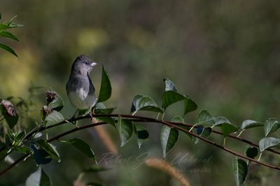 Dark Eyed Junco on branch 24.jpg