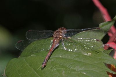 Autumn Meadowhawk on leaf behind 24.jpg