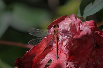 Autumn Meadowhawk on red leaves 24.jpg