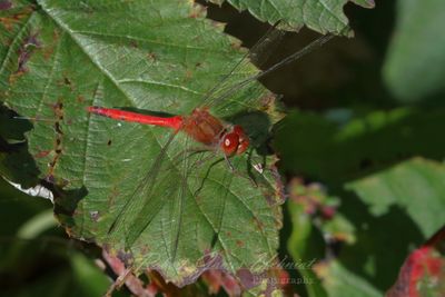 Cherry Faced Meadowhawk 24.jpg