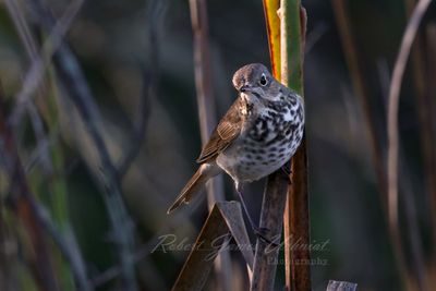 Hermit Thrush front 24.jpg