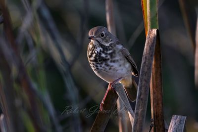 Hermit Thrush left 24.jpg