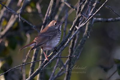 Hermit Thrush right 24.jpg