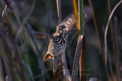 Hermit Thrush takeoff 24.jpg