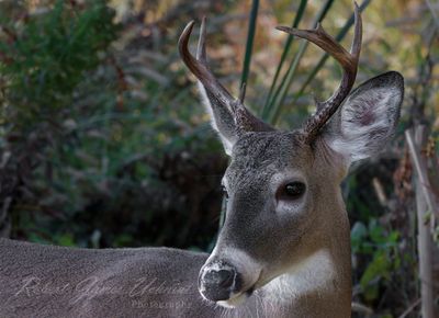 Buck with antlers 24.jpg