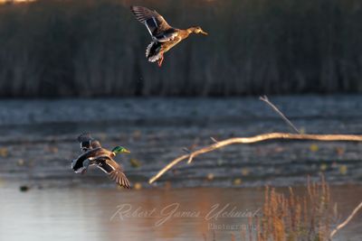 Mallards in Golden hour 24.jpg
