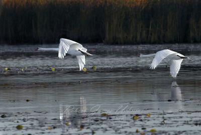 Mute Swans over pond 24.jpg