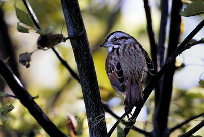 White Throated Sparrow in tree 24.jpg