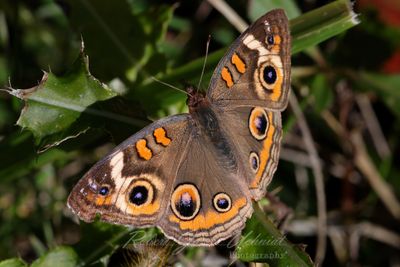 Common Buckeye Butterfly on weeds 24.jpg