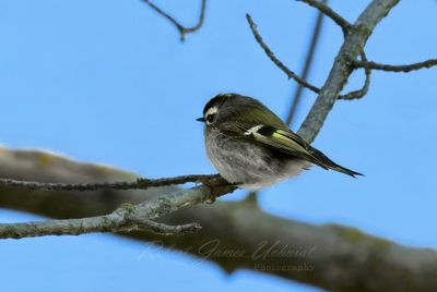Golden Crowned Kinglet on branch 24.jpg