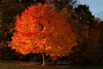 Sugar Maple Golden Hour 24.jpg