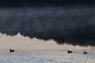 Mallards and rising steam 24.jpg
