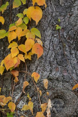 Poison Ivy and tree trunk 24.jpg