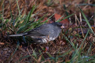 Dark Eyed Junco in grass 24.jpg