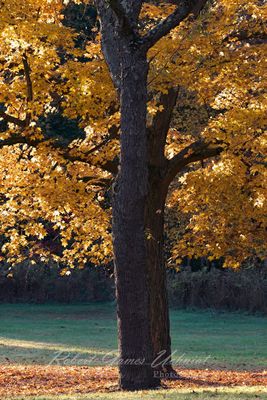 Gold Maple 24.jpg