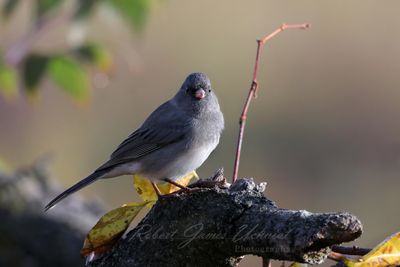 Dark Eyed Junco on log 24.jpg
