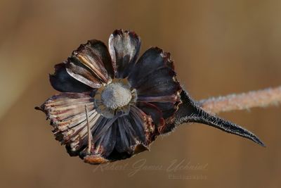 Cone Flower husk 24.jpg