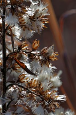 Goldenrod husks 24.jpg
