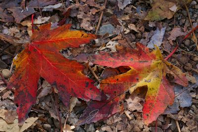 Maple Leaves 24.jpg