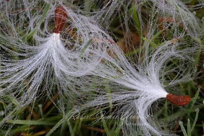 Milkweed Seed and dew 24.jpg