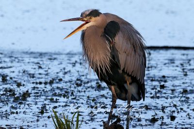 Great Blue Heron vocalizing 24.jpg