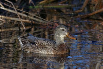 Mallard female in reeds 24.jpg