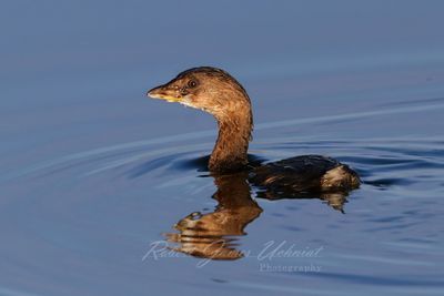 Pied Billed Grebe 24.jpg