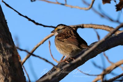 White Throated Sparrow on Branch 24.jpg