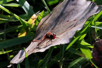 Autumn Meadowhawk head on 24.jpg
