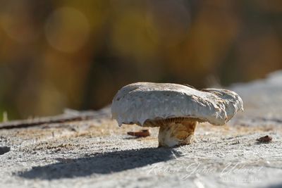 Mushroom on stump 24.jpg