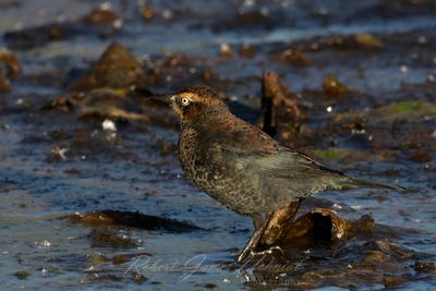 Rusty Blackbird in marsh 24.jpg
