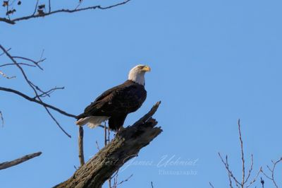 Bald eagle on branch stump 24.jpg