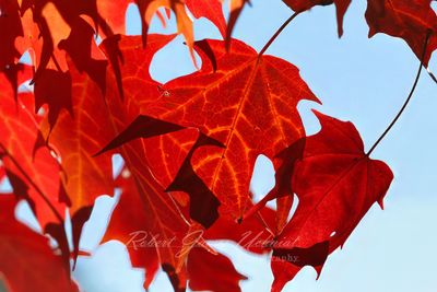Maple Leaves and sky 24.jpg