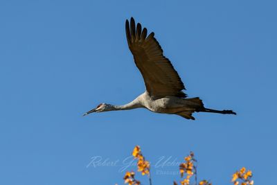 Sandhill Crane flight over tree 24.jpg