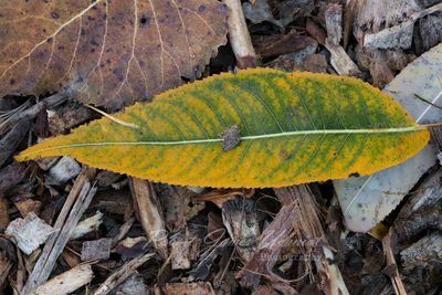 Yellow leaf on trail 24.jpg
