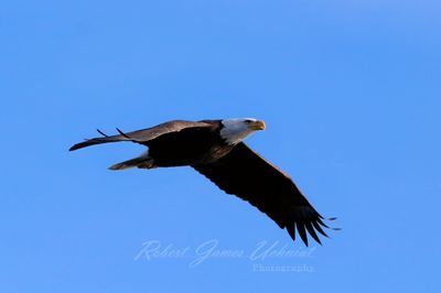 Bald Eagle flyby 1 24.jpg