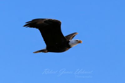 Bald Eagle flyby 2 24.jpg
