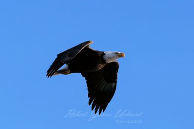 Bald Eagle flyby 3 24.jpg