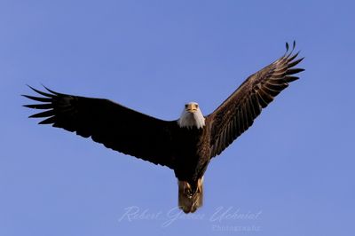 Bald Eagle flyover 24.jpg
