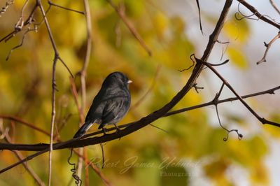 Dark Eyed Junco in yellow 24.jpg