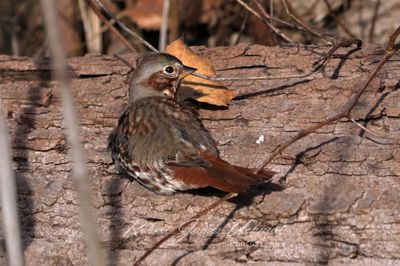 Fox Sparrow 24.jpg