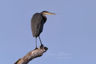 Great Blue Heron on stump 24.jpg