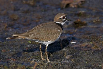 Killdeer foraging in marsh 24.jpg