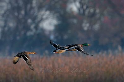 Mallardin Golden hour flight 24.jpg